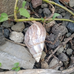 Porphyrobaphe iostoma