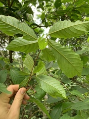 Terminalia acuminata