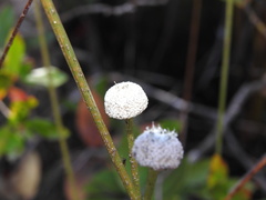 Eriocaulon