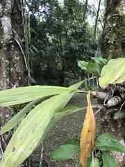 Catasetum fimbriatum