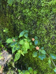 Lecanthus peduncularis