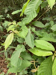 Terminalia acuminata
