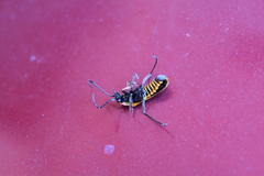 Chauliognathus limbicollis