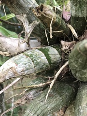 Catasetum fimbriatum