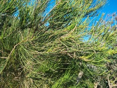 Casuarina glauca