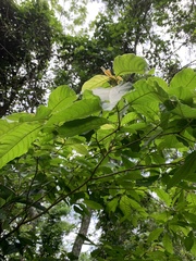 Terminalia acuminata
