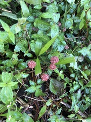 Lecanthus peduncularis