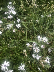 Dimorphotheca fruticosa