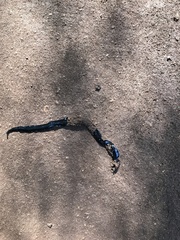 Continenticola