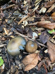 Psilocybe ovoideocystidiata