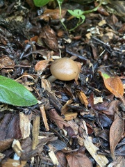 Psilocybe ovoideocystidiata