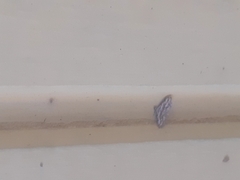 Parapoynx fluctuosalis