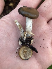 Psilocybe ovoideocystidiata