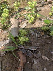 Siloxerus multiflorus