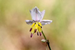 Arthropodium milleflorum