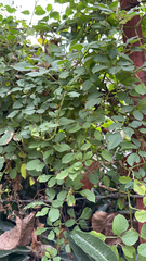 Causonis japonica