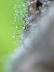 Botrytis