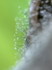 Botrytis