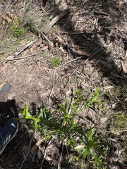 Ixodia achillaeoides