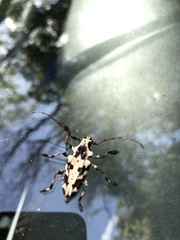 Steirastoma marmoratum