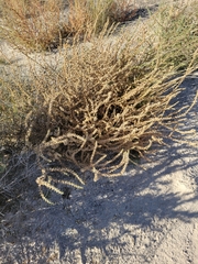 Salsola tragus