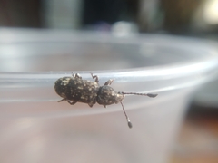 Eucorynus