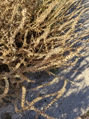 Salsola tragus