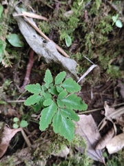 Corydalis