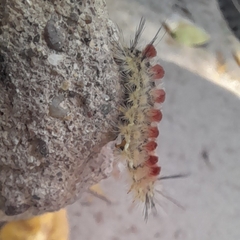 Trichiocercus sparshalli