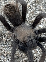 Aphonopelma eutylenum