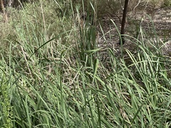 Typha orientalis
