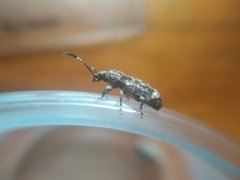 Eucorynus
