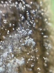 Botrytis
