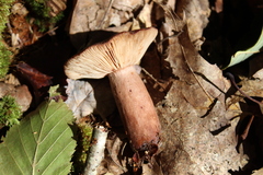 Lactarius quietus incanus