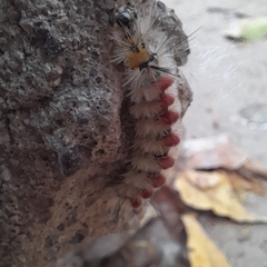 Trichiocercus sparshalli