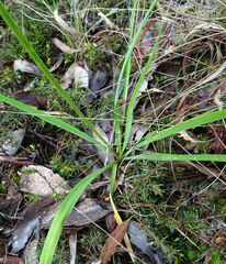 Arthropodium strictum
