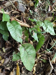 Neocheiropteris ovata