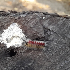 Trichiocercus sparshalli