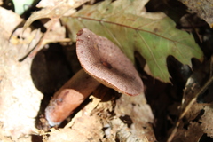 Lactarius quietus incanus