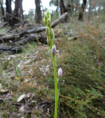 Arthropodium strictum