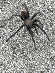 Aphonopelma eutylenum