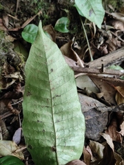Neocheiropteris ovata