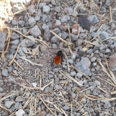 Dasymutilla magnifica