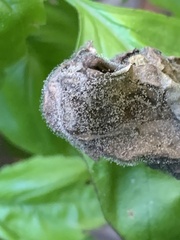 Botrytis