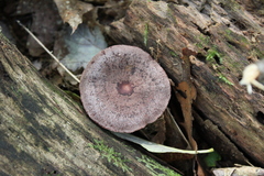 Lactarius quietus incanus