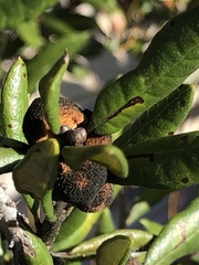 Disholcaspis quercusvirens