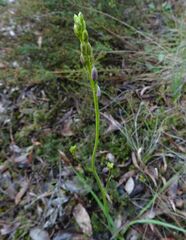 Arthropodium strictum