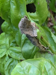 Botrytis