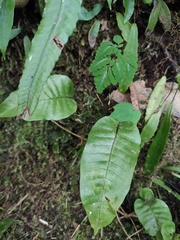 Neocheiropteris ovata