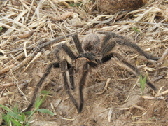 Grammostola